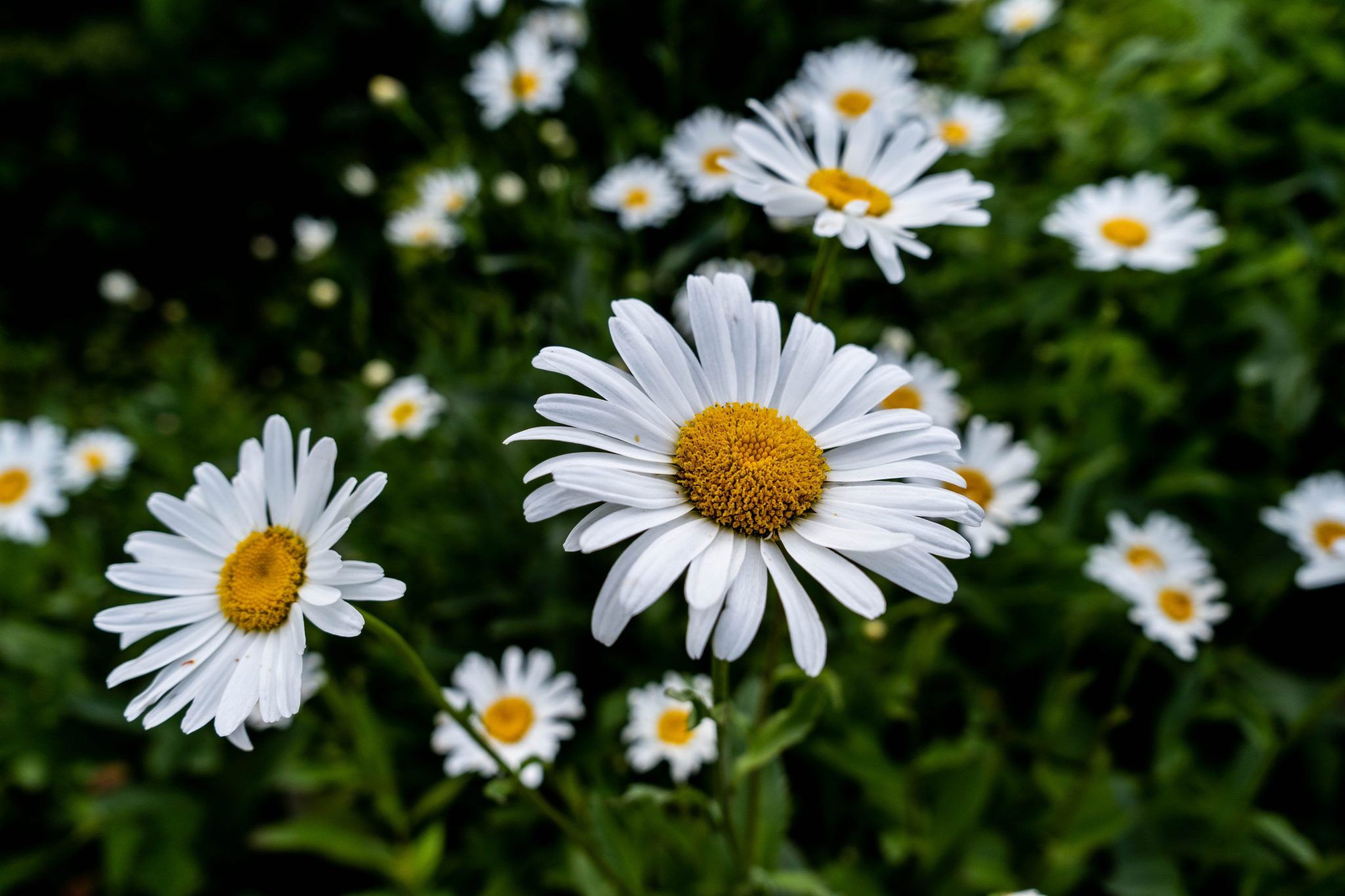 Flower Therapy The Most Type Of Beautiful Therapy You Need To Try ASAP